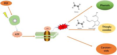Effects of pulsed electric field technology on the nutritional value and biological function of plant food